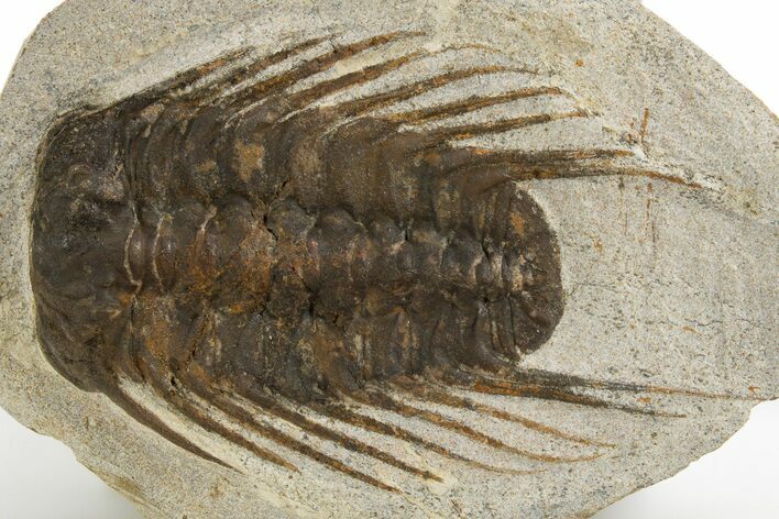 Spiny Selenopeltis Trilobite Fossil - Erfoud, Morocco #312829
